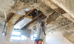 Environmental Consulting for Mold Prevention in Fort Mill, SC